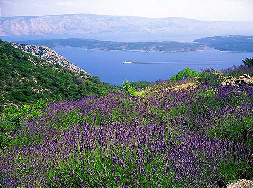 HVAR CAMPOS DE LAVANDA STARI GRAD CRUCEROS EXCURSIONES DESCUENTOS